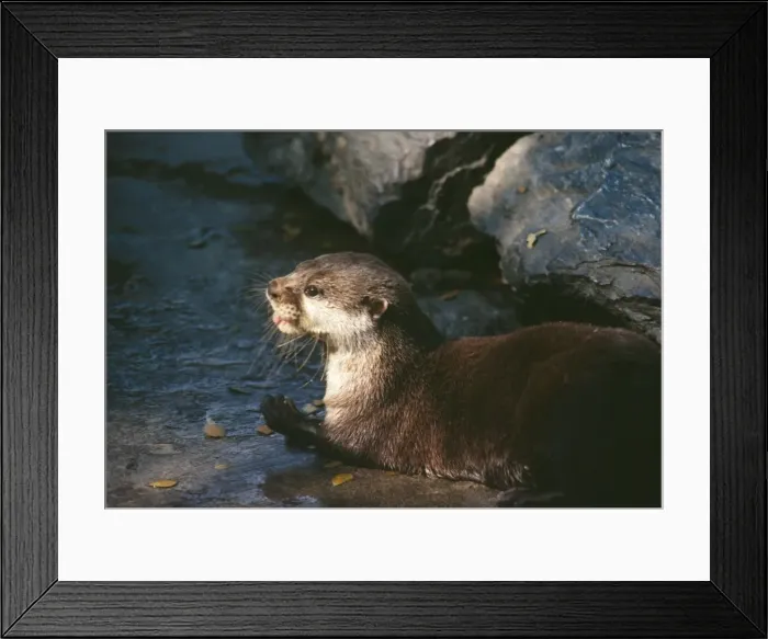 Framed Print : African Clawless Otter Framed Print : African Clawless Otter