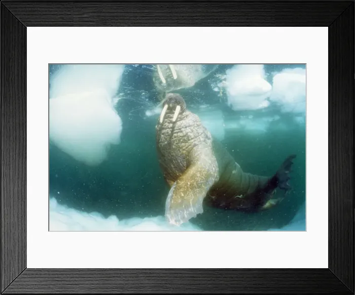 Framed Print : Atlantic Walrus Northern Baffin Island, Canada
