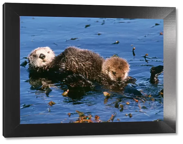 Sea Otter - mother & pup Monterey, California, USA