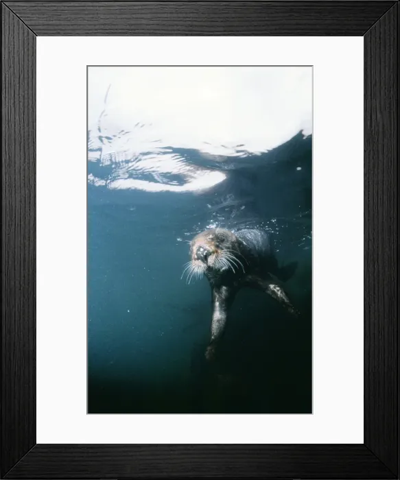 Framed Print : Sea Otter Monterey, California, USA Framed Print : Sea Otter Monterey, California, USA
