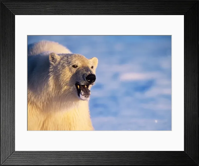 Framed Print : Polar Bear Canadian arctic Framed Print : Polar Bear Canadian arctic