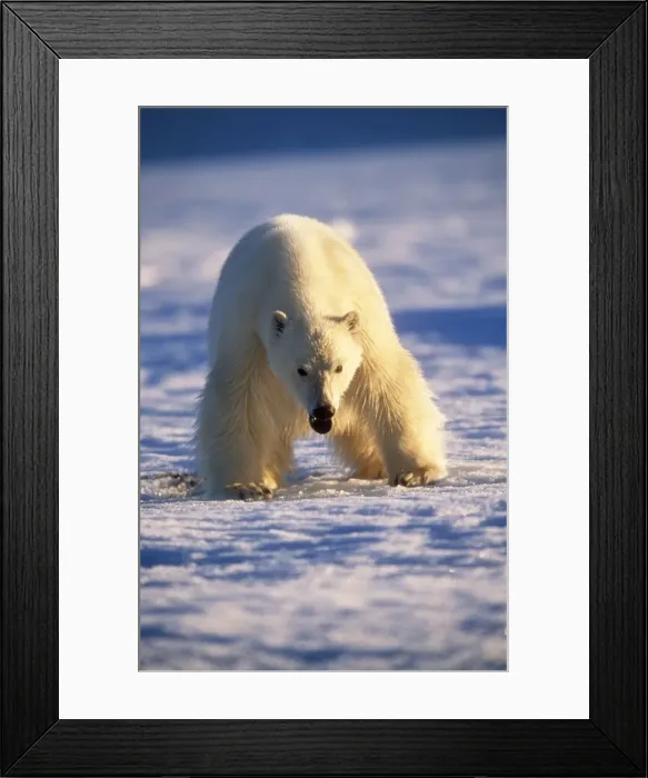 Framed Print : Polar Bear Canadian Arctic Framed Print : Polar Bear Canadian Arctic