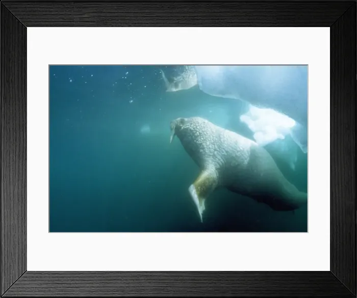 Framed Print : Atlantic Walrus Northern Baffin Island, Canada Framed Print : Atlantic Walrus Northern Baffin Island, Canada