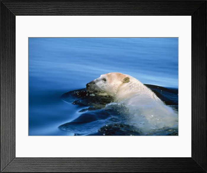 Framed Print : Polar Bear - swimming Canadian Arctic Framed Print : Polar Bear - swimming Canadian Arctic