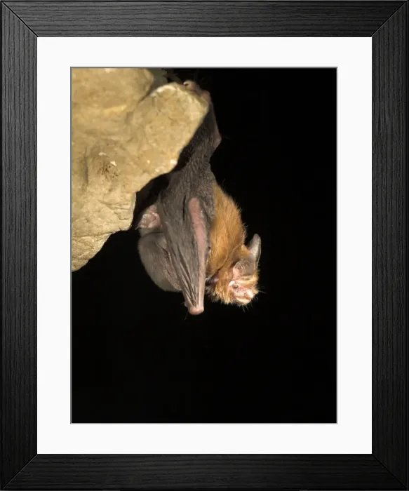 Framed Print : Female Bumblebee Bat  /  Kitti's Hog Nosed bat - with baby attached to false nipple - Myanmar (Burma)