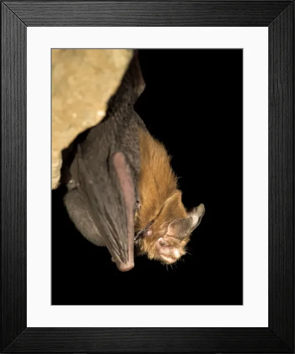 Framed Print : Female Bumblebee Bat / Kitti's Hog Nosed bat - with baby attached to false nipple - Myanmar (Burma) Framed Print : Female Bumblebee Bat / Kitti's Hog Nosed bat - with baby attached to false nipple - Myanmar (Burma)