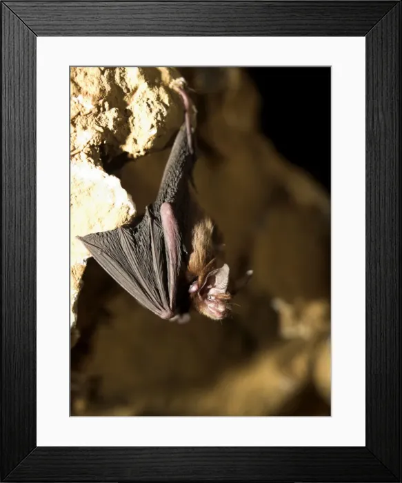 Framed Print : Female Bumblebee Bat / Kitti's Hog Nosed bat - Myanmar (Burma) Framed Print : Female Bumblebee Bat / Kitti's Hog Nosed bat - Myanmar (Burma)