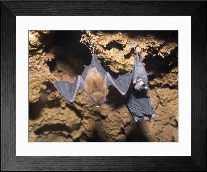 Framed Print : Bumblebee Bats / Kitti's Hog Nosed bats - From left: Female, baby, female with baby - Myanmar (Burma) Framed Print : Bumblebee Bats / Kitti's Hog Nosed bats - From left: Female, baby, female with baby - Myanmar (Burma)