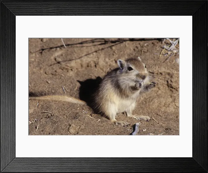Framed Print : Great Gerbil China Framed Print : Great Gerbil China