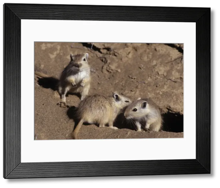 Framed Print : Great Gerbil China Framed Print : Great Gerbil China