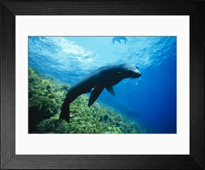 Framed Print : New Zealand Fur Seal Underwater, S. Australia Framed Print : New Zealand Fur Seal Underwater, S. Australia
