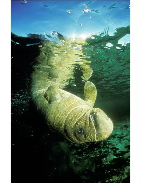 Florida  /  West Indian Manatee Swimming upside down, Crystal river, Florida, USA