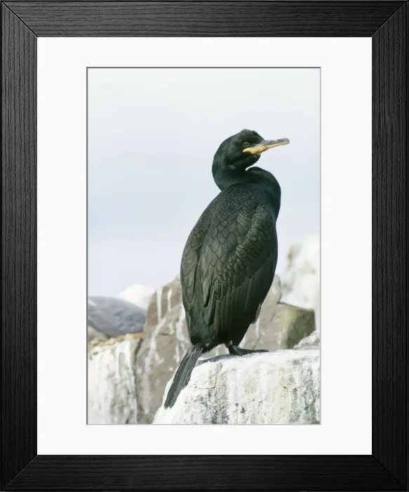 Framed Print : Shag. DU-384. SHAG - ON CLIFF. Phalacrocorax aristotelis Framed Print : Shag. DU-384. SHAG - ON CLIFF. Phalacrocorax aristotelis
