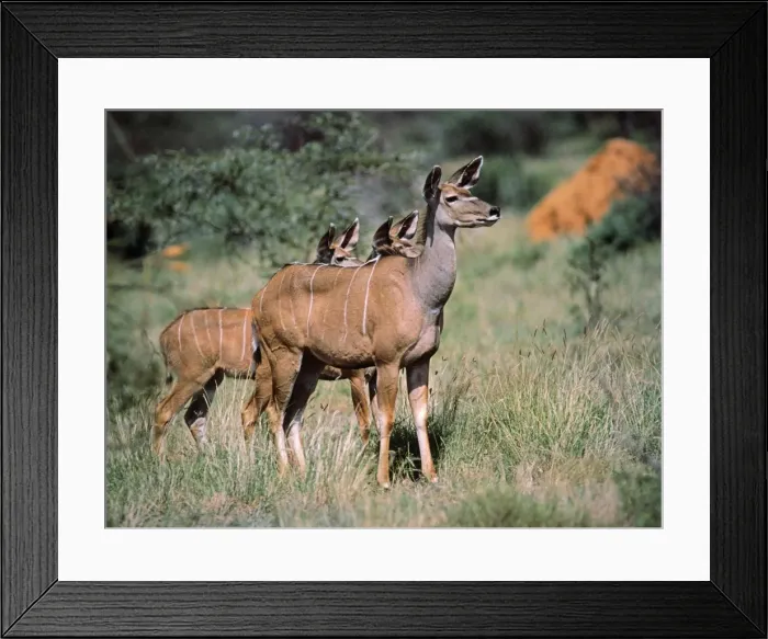 Framed Print : Lesser Kudu Samburu National Park, Kenya, Africa Framed Print : Lesser Kudu Samburu National Park, Kenya, Africa