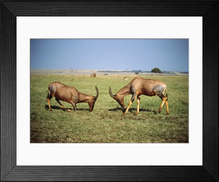 Framed Print : Topi Maasai Mara, Kenya, Africa Framed Print : Topi Maasai Mara, Kenya, Africa