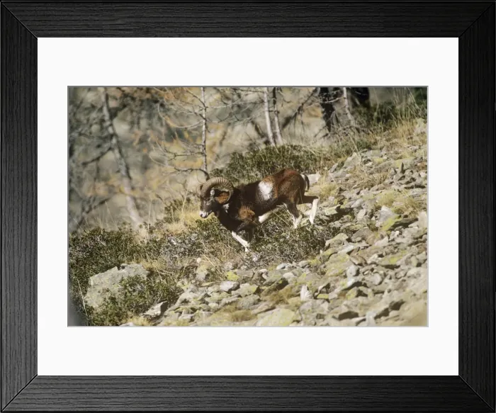 Framed Print : Mouflon Sheep - male Mercantour France Framed Print : Mouflon Sheep - male Mercantour France