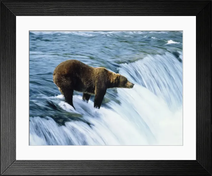 Framed Print : Kodiak Brown Bear Framed Print : Kodiak Brown Bear