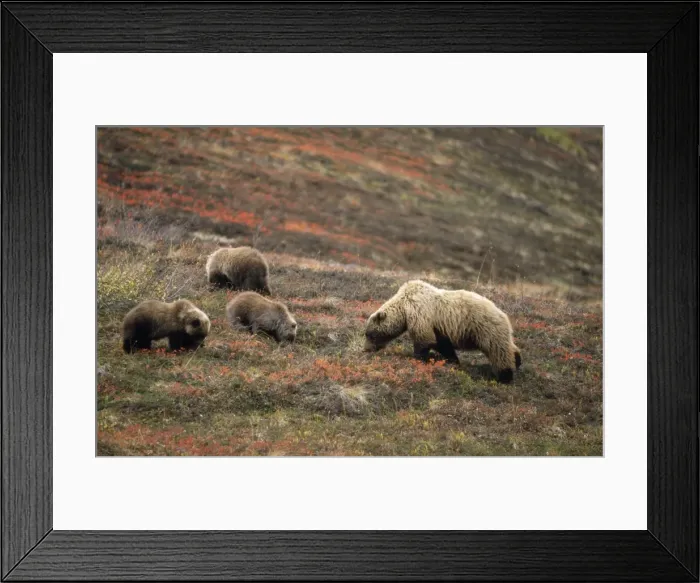 Framed Print : Grizzly Bear - female & young foraging for berries Denali National Park, Alaska Framed Print : Grizzly Bear - female & young foraging for berries Denali National Park, Alaska