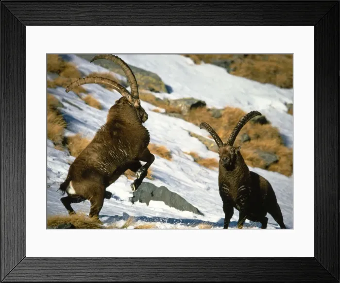 Framed Print : Ibex - Two males confronting each other Framed Print : Ibex - Two males confronting each other