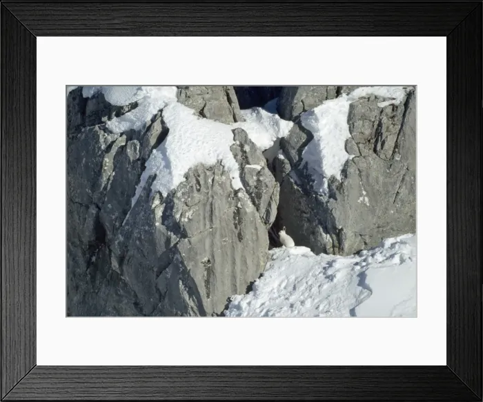 Framed Print : Mouutain Hare - in winter Swiss Alps
