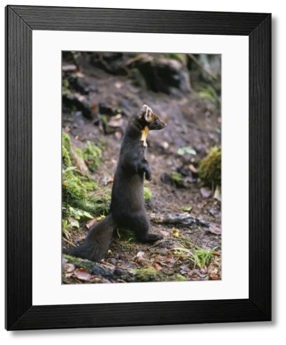 Framed Print : Pine Martin Haute Savoie, France Framed Print : Pine Martin Haute Savoie, France