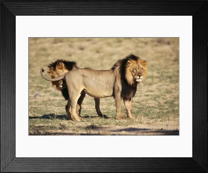 Framed Print : Black-maned Lion 2 Male, Kalahari National Park, South Africa Framed Print : Black-maned Lion 2 Male, Kalahari National Park, South Africa