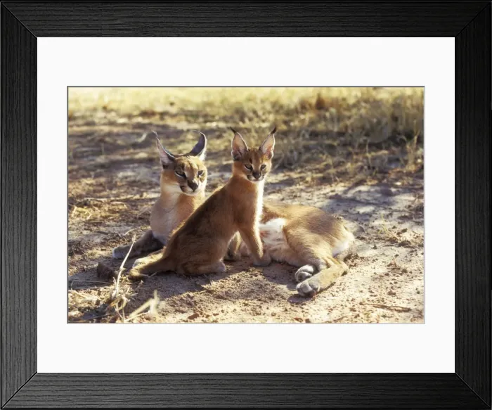 Framed Print : Caracal Female & young, Namibia, Africa Framed Print : Caracal Female & young, Namibia, Africa