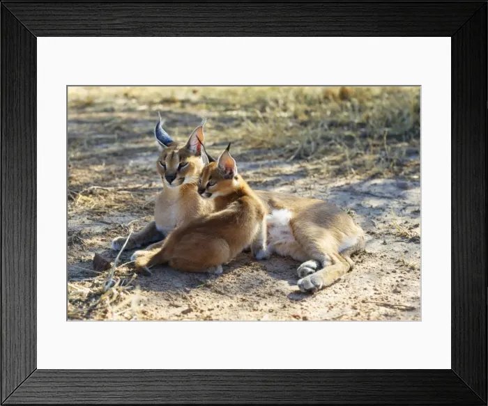 Framed Print : Caracal / African Lynx / Persian Lynx - female & young Namibia, Africa Framed Print : Caracal / African Lynx / Persian Lynx - female & young Namibia, Africa