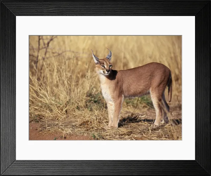 Framed Print : Caracal - Female. Game Farm, Namibia, Africa Framed Print : Caracal - Female. Game Farm, Namibia, Africa