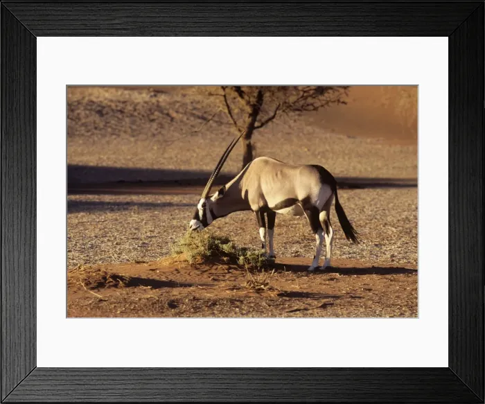 Framed Print : Gemsbock Namib Naukluft National Park, Namibia, Africa Framed Print : Gemsbock Namib Naukluft National Park, Namibia, Africa