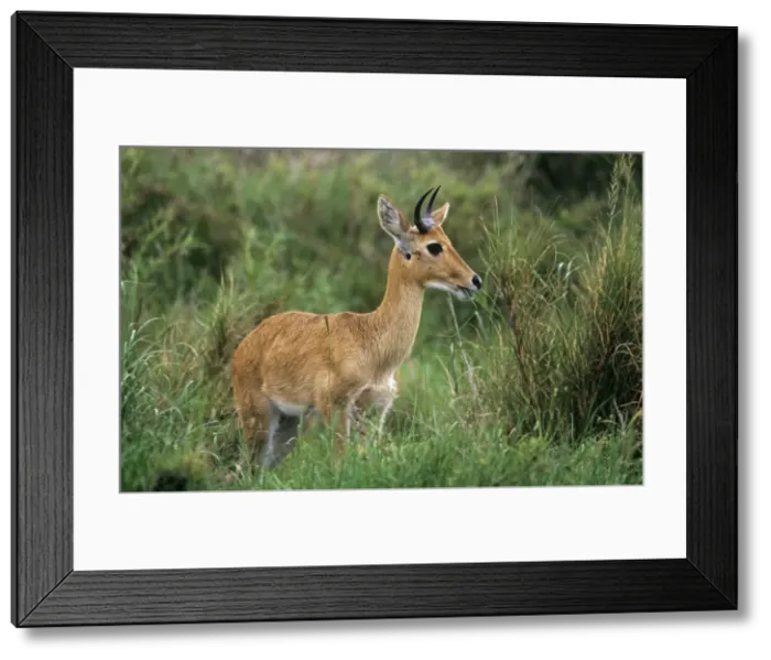 Framed Print : Bohor Reedbuck Serengeti National Park, Tanzania, Africa Framed Print : Bohor Reedbuck Serengeti National Park, Tanzania, Africa