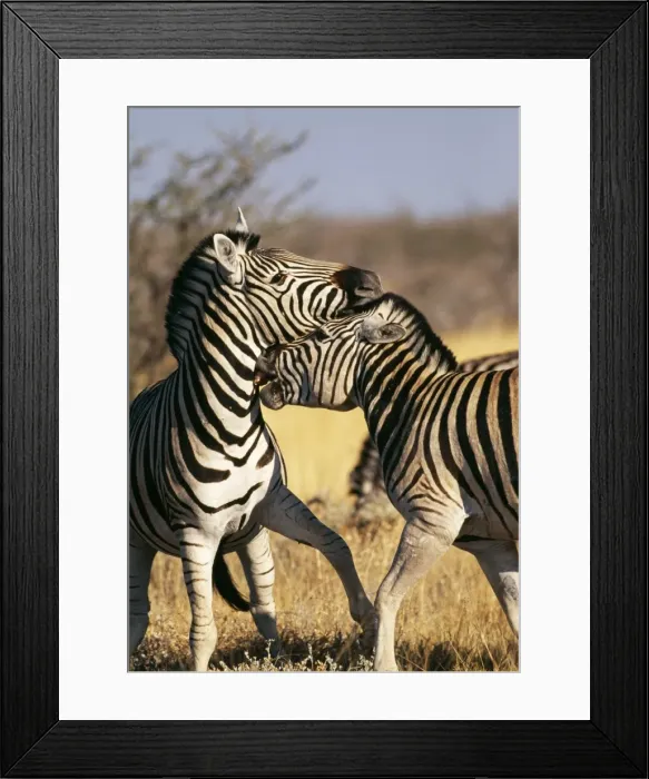 Framed Print : Common Zebra Etosha National Park, Namibia, Africa Framed Print : Common Zebra Etosha National Park, Namibia, Africa