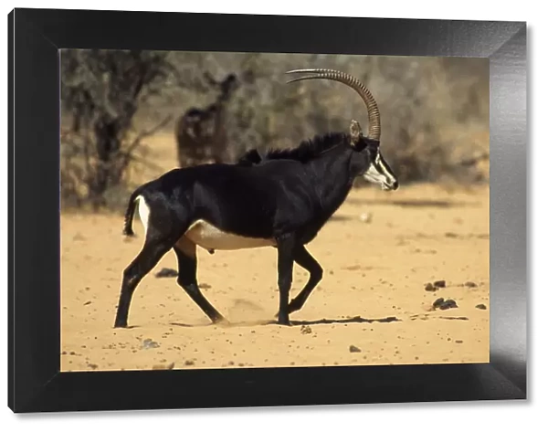 Roosevelt's Sable Antelope - Male Waterberg National Park, Namibia, Africa