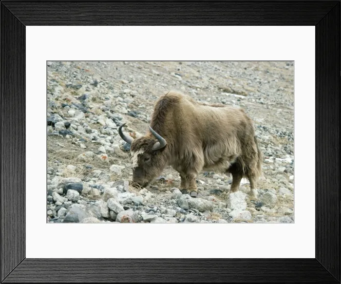 Framed Print : Yak Kunjerab Pass (4700m), Pakistan