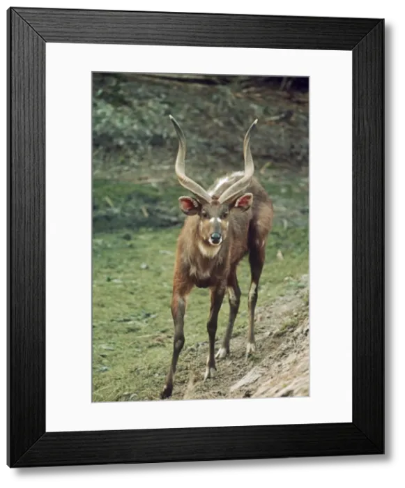 Framed Print : Sitatunga - male Gambia, West Africa Framed Print : Sitatunga - male Gambia, West Africa