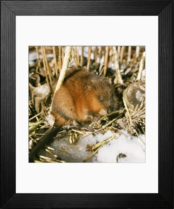 Framed Print : Muskrat - in snow, winter Framed Print : Muskrat - in snow, winter