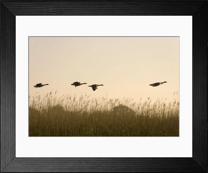 Framed Print : Canada Geese Four fying over reedbeds at dawn Norfolk UK
