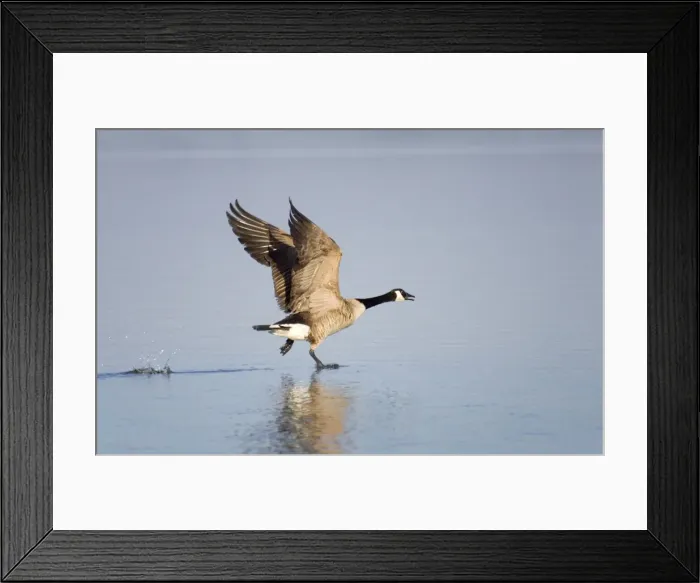 Framed Print : Canada Goose Taking flight from water Hickling Broad Norfolk UK Framed Print : Canada Goose Taking flight from water Hickling Broad Norfolk UK