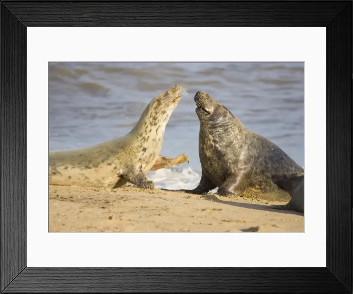 Framed Print : Grey Seal Cow Resisting Attention of Bull Norfolk UK Framed Print : Grey Seal Cow Resisting Attention of Bull Norfolk UK