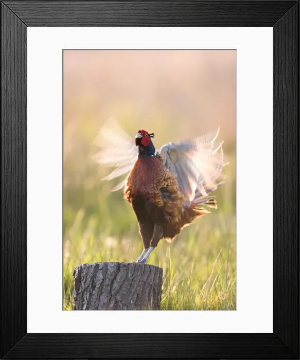 Framed Print : Pheasant Cock Displaying UK Framed Print : Pheasant Cock Displaying UK
