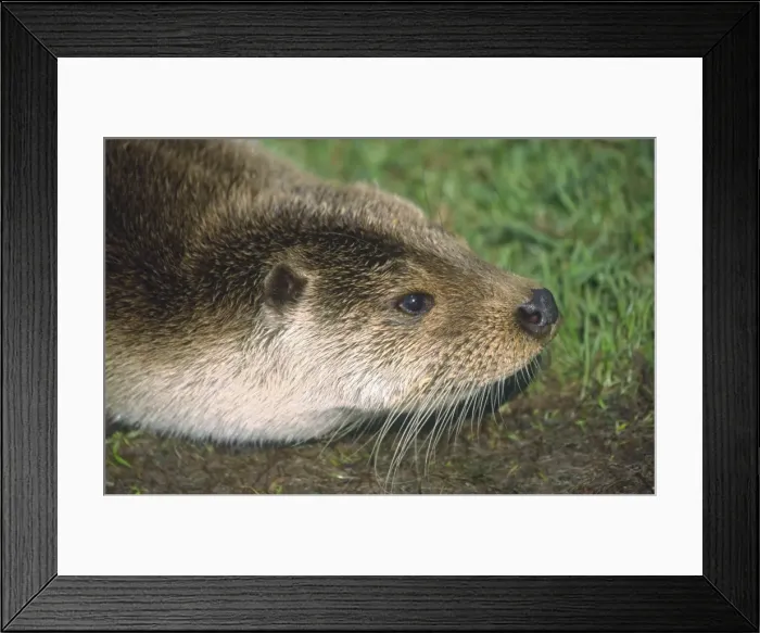 Framed Print : European Otter Norfolk UK Framed Print : European Otter Norfolk UK