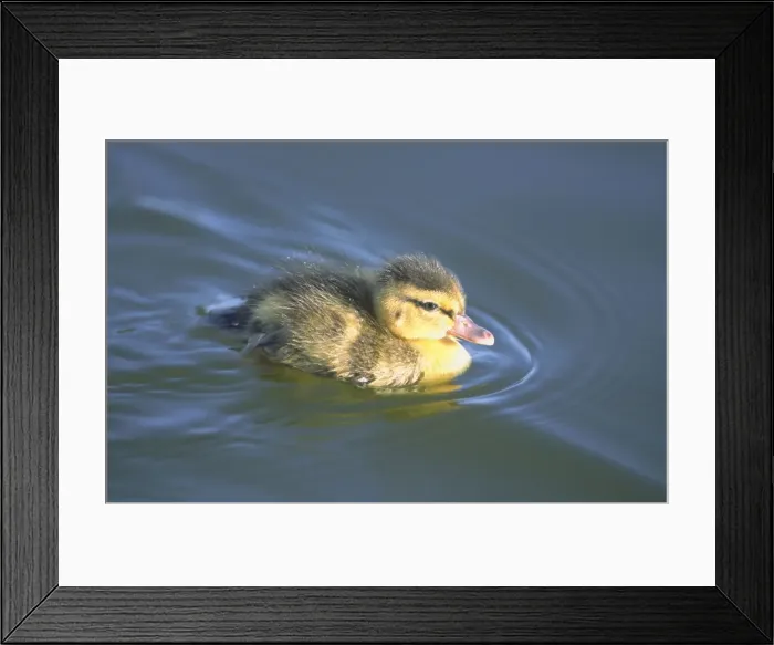 Framed Print : Mallard Duckling on Hickling Broad Norfolk UK Framed Print : Mallard Duckling on Hickling Broad Norfolk UK