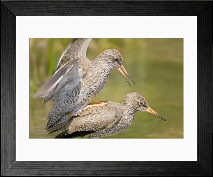 Framed Print : Redshank - Mating Pair Norfolk UK Framed Print : Redshank - Mating Pair Norfolk UK