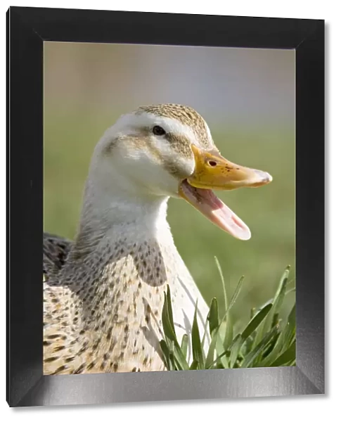 Mixed breed Duck with beak open Norfolk UK