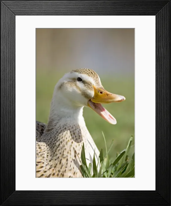 Framed Print : Mixed breed Duck with beak open Norfolk UK Framed Print : Mixed breed Duck with beak open Norfolk UK