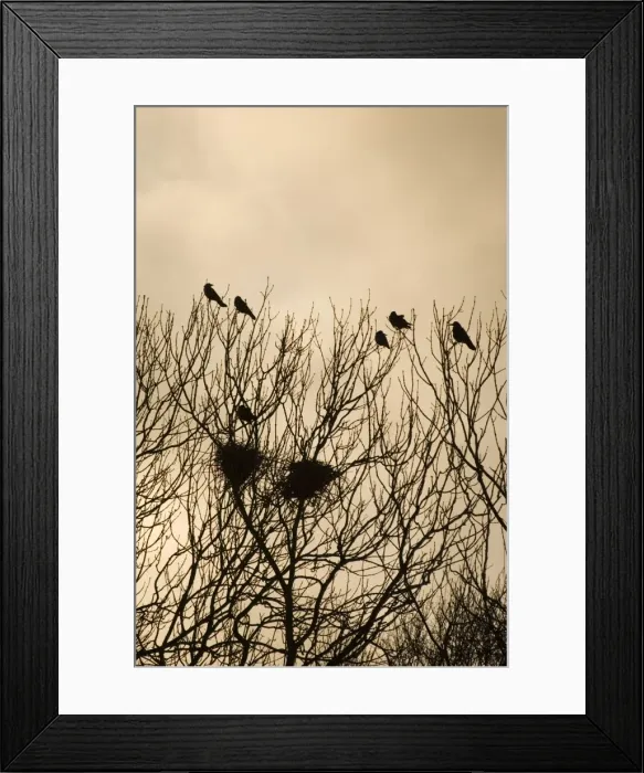 Framed Print : Rook - Roosting in tops of trees in winter Suffolk UK Framed Print : Rook - Roosting in tops of trees in winter Suffolk UK
