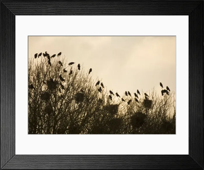 Framed Print : Rook Roosting in tops of trees in winter Suffolk UK Framed Print : Rook Roosting in tops of trees in winter Suffolk UK