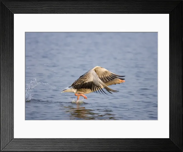 Framed Print : Greylag Goose Taking flight on Hickling Broad Norfolk UK