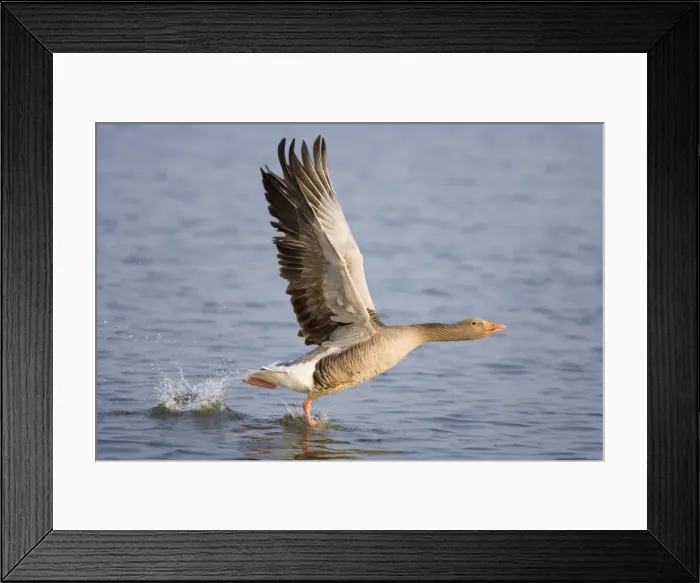 Framed Print : Greylag Goose - Taking flight on Hickling Broad Norfolk UK Framed Print : Greylag Goose - Taking flight on Hickling Broad Norfolk UK