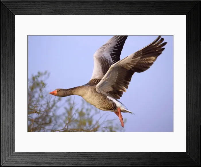 Framed Print : Greylag Goose - in Flight Norfolk Broads UK Framed Print : Greylag Goose - in Flight Norfolk Broads UK